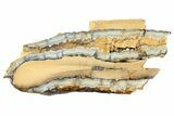 Mammoth Molar Slice with Case - South Carolina #165083-1